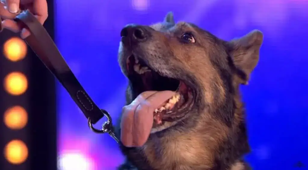 Heroic K9 nearly stabbed to death while saving cop’s life wins hearts of entire audience