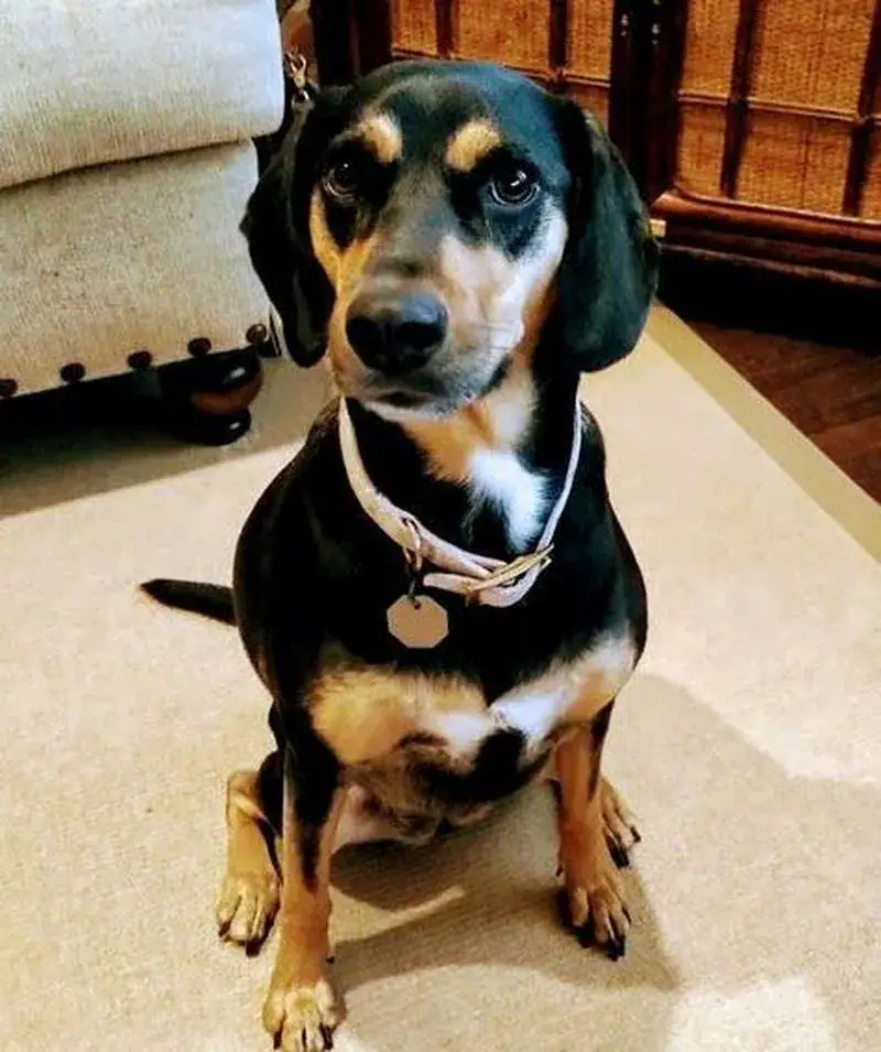 Rescue dog helped save depressed young man’s life. Then an NFL player helped rescue them both.