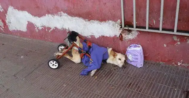 Owner dumps paralyzed dog on the street with her broken wheelchair and a bag of diapers