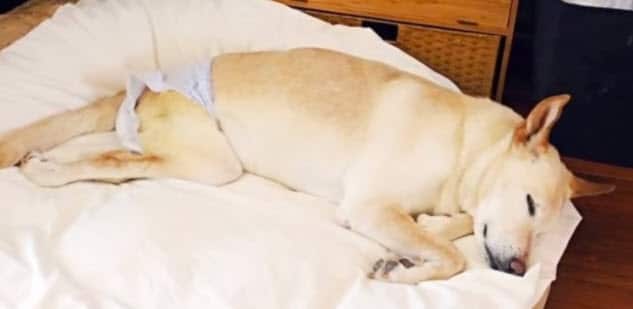 Owner dumps paralyzed dog on the street with her broken wheelchair and a bag of diapers
