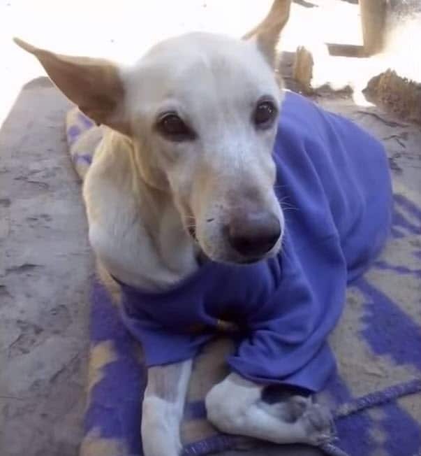 Owner dumps paralyzed dog on the street with her broken wheelchair and a bag of diapers