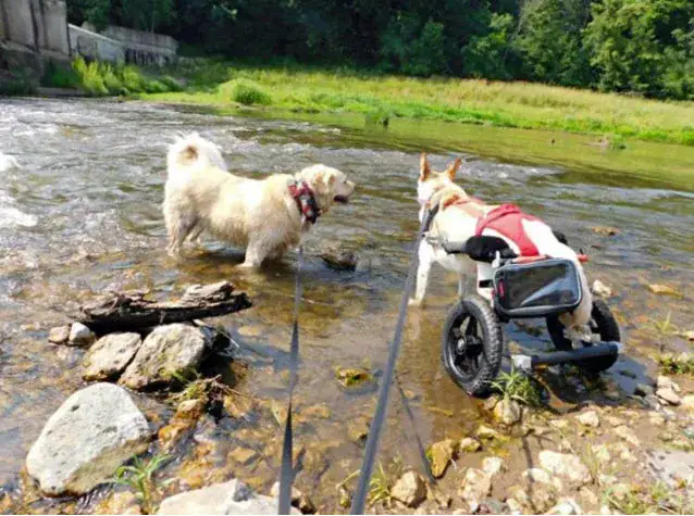 Owner dumps paralyzed dog on the street with her broken wheelchair and a bag of diapers