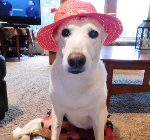 Owner dumps paralyzed dog on the street with her broken wheelchair and a bag of diapers
