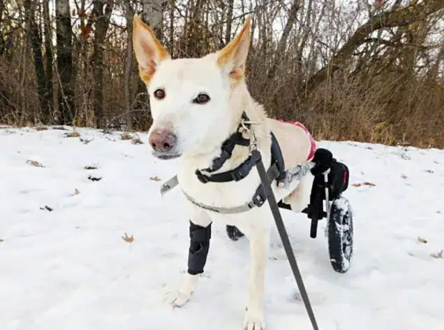 Owner dumps paralyzed dog on the street with her broken wheelchair and a bag of diapers