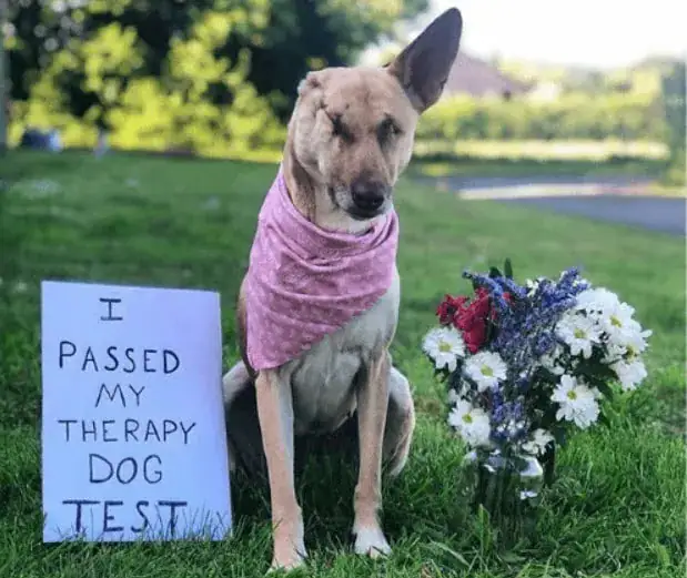 Pregnant dog who was blinded, had ear cut off, and shot 17 times has now qualified as a therapy dog