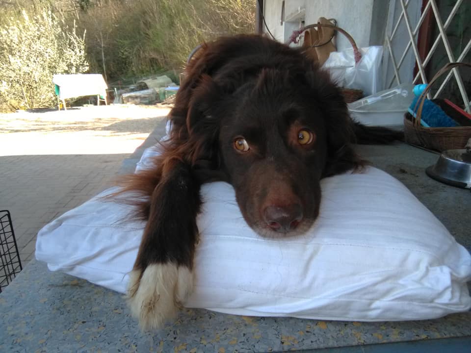 Dog dumped near river with legs tied-up in trash bag – watch when she sees her rescuers