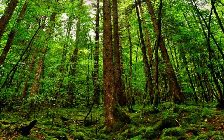 Firefighters roll dying 62-year-old forest ranger through the woods one last time