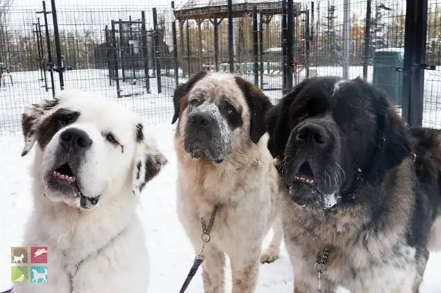 Inseparable St. Bernard trio dumped at shelter – staff is determined to find them forever home together
