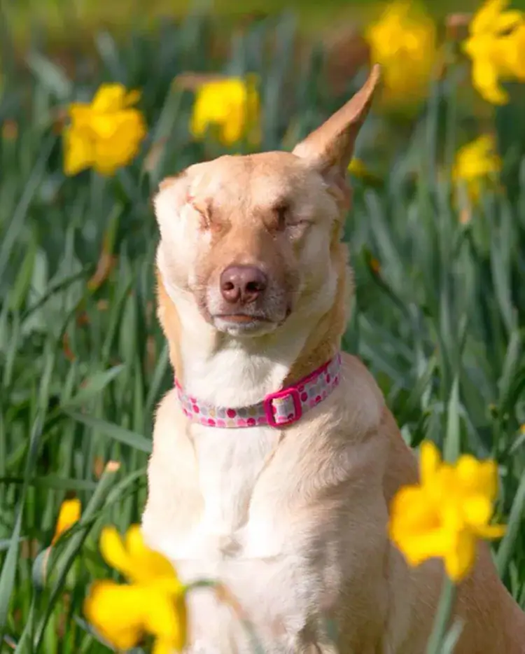 Pregnant dog who was blinded, had ear cut off, and shot 17 times has now qualified as a therapy dog
