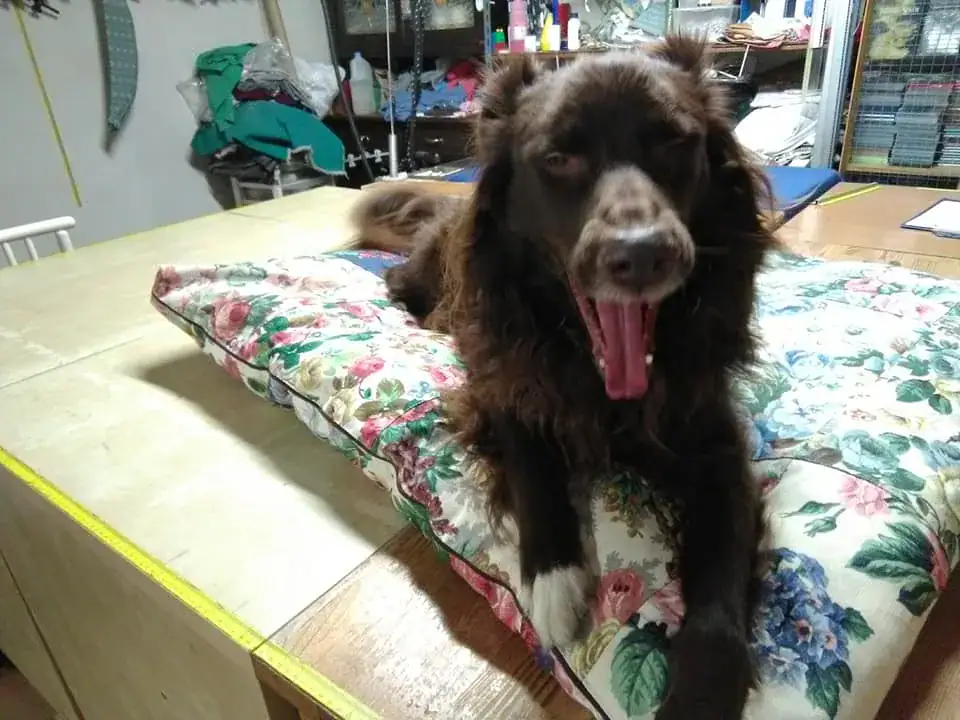 Dog dumped near river with legs tied-up in trash bag – watch when she sees her rescuers