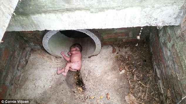 Little dog refuses to stop barking at storm drain, owner takes closer look and spots an abandoned baby