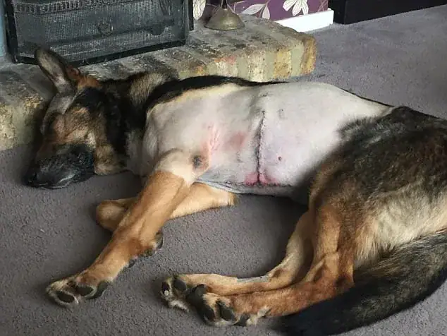 Heroic K9 nearly stabbed to death while saving cop’s life wins hearts of entire audience