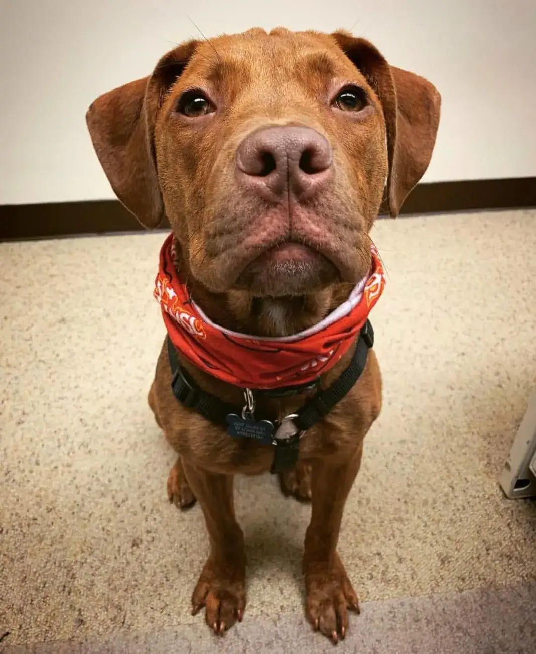 Weezer gets a new home and a new name