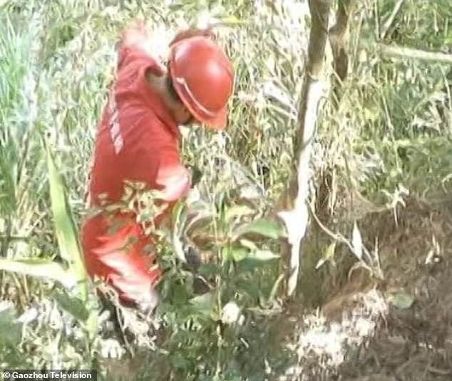 Dad flings baby girl off cliff because he wanted a son, but newborn survives the fall