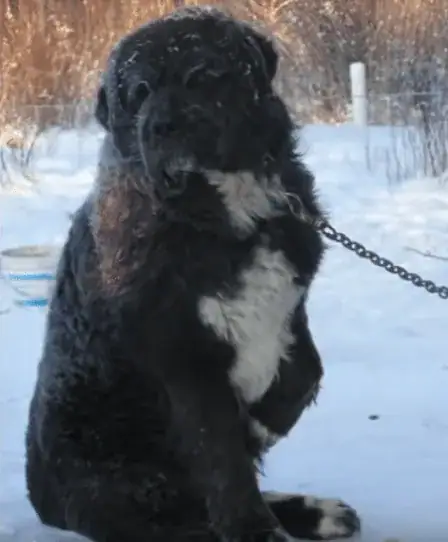 Dog chained for 4 years in bitter cold forced to take turns keeping one paw off of the freezing ground