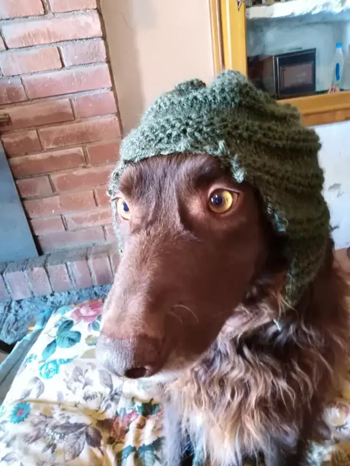 Dog dumped near river with legs tied-up in trash bag – watch when she sees her rescuers