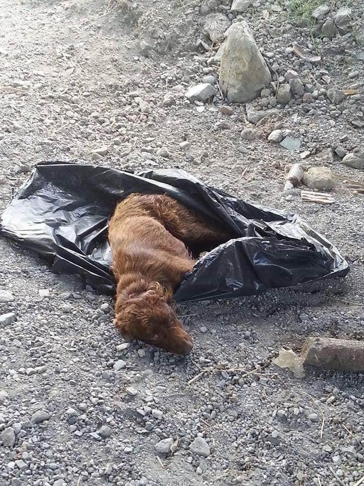Dog dumped near river with legs tied-up in trash bag – watch when she sees her rescuers