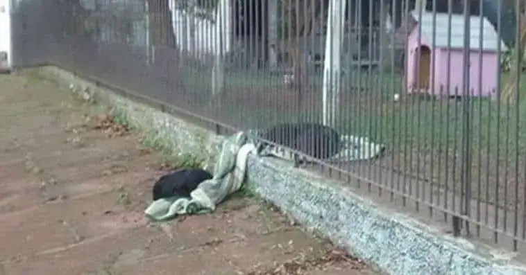 8-month-old puppy drags her own new blanket outside to share it with a cold homeless dog