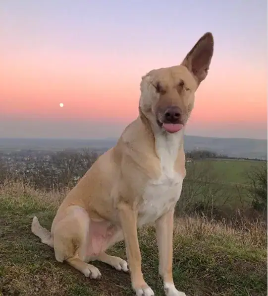 Pregnant dog who was blinded, had ear cut off, and shot 17 times has now qualified as a therapy dog