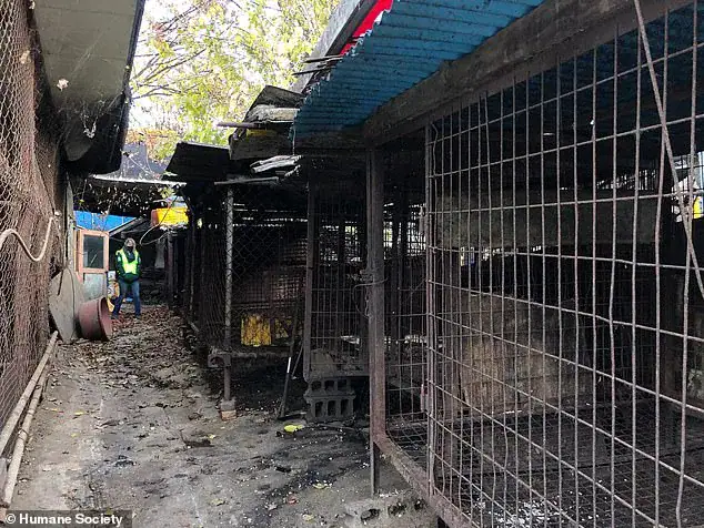 Great news: Seoul, South Korea ‘will shut down all dog slaughterhouses’