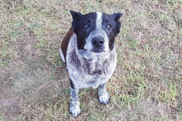 17-year-old dog loyally stays with age 3 girl lost in woods for more than 15 hours