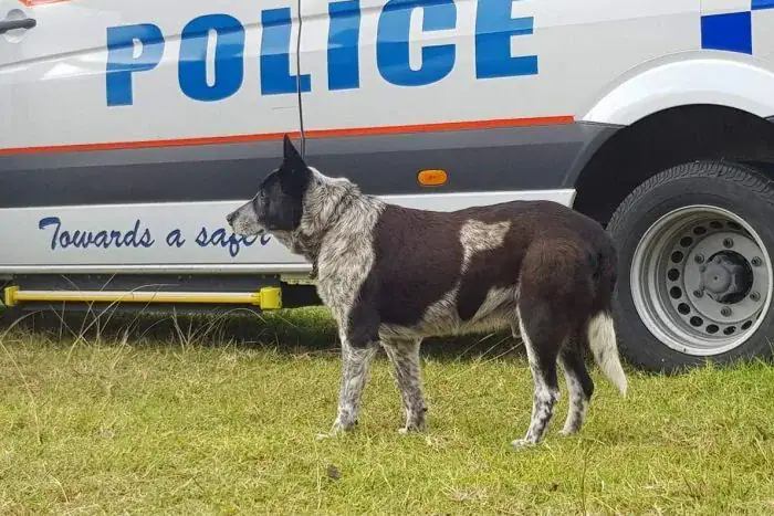 17-year-old dog loyally stays with age 3 girl lost in woods for more than 15 hours