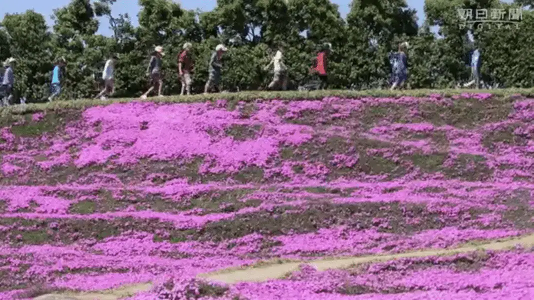 Loving husband plants thousands of flowers for his blind wife to smell