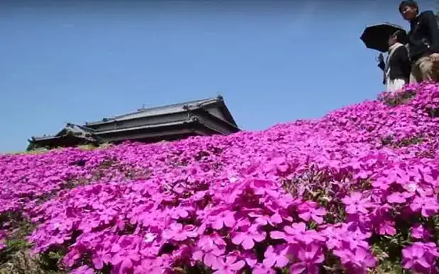 Loving husband plants thousands of flowers for his blind wife to smell