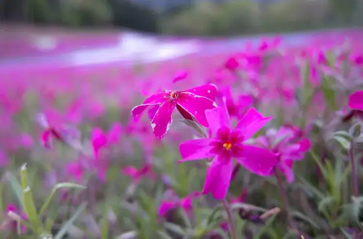 Loving husband plants thousands of flowers for his blind wife to smell