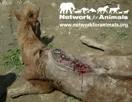 Donkeys are being left bloody, crippled and suffering in agony – all for the pleasure of tourists