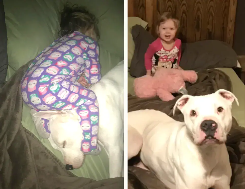 Adalynn Leary, Fury, Pit Bull