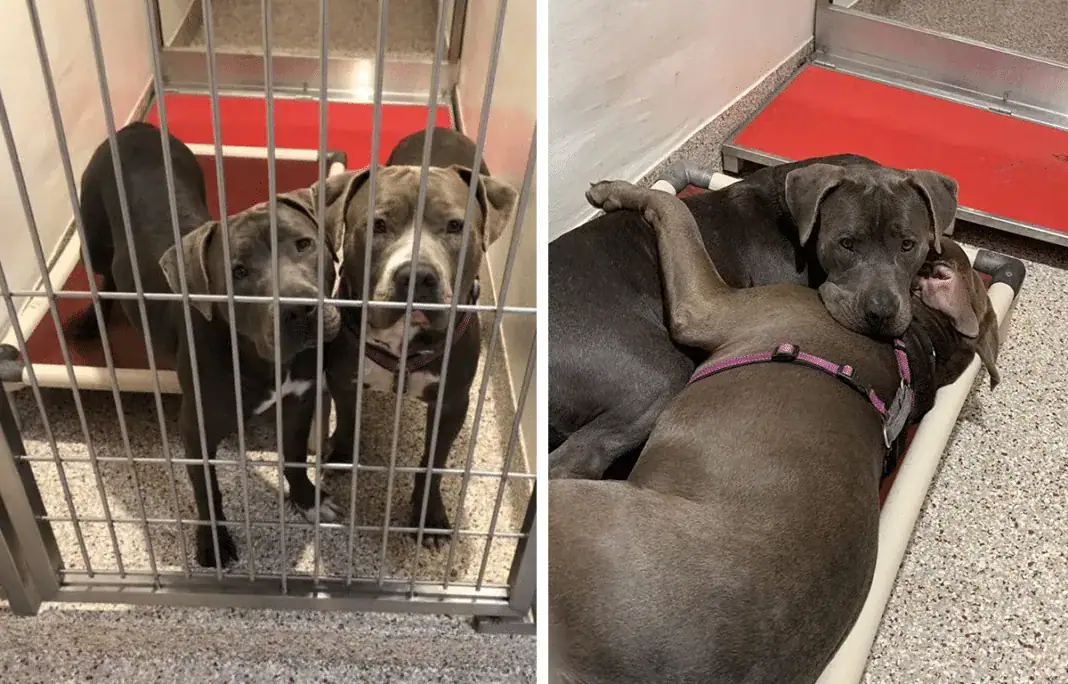 Pit bulls become inseparable best friends and comfort each other in shelter