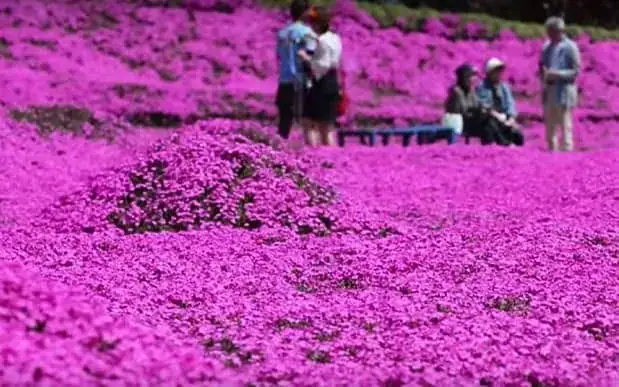 Loving husband plants thousands of flowers for his blind wife to smell
