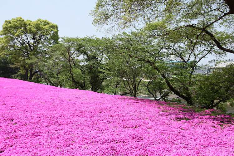 Loving husband plants thousands of flowers for his blind wife to smell