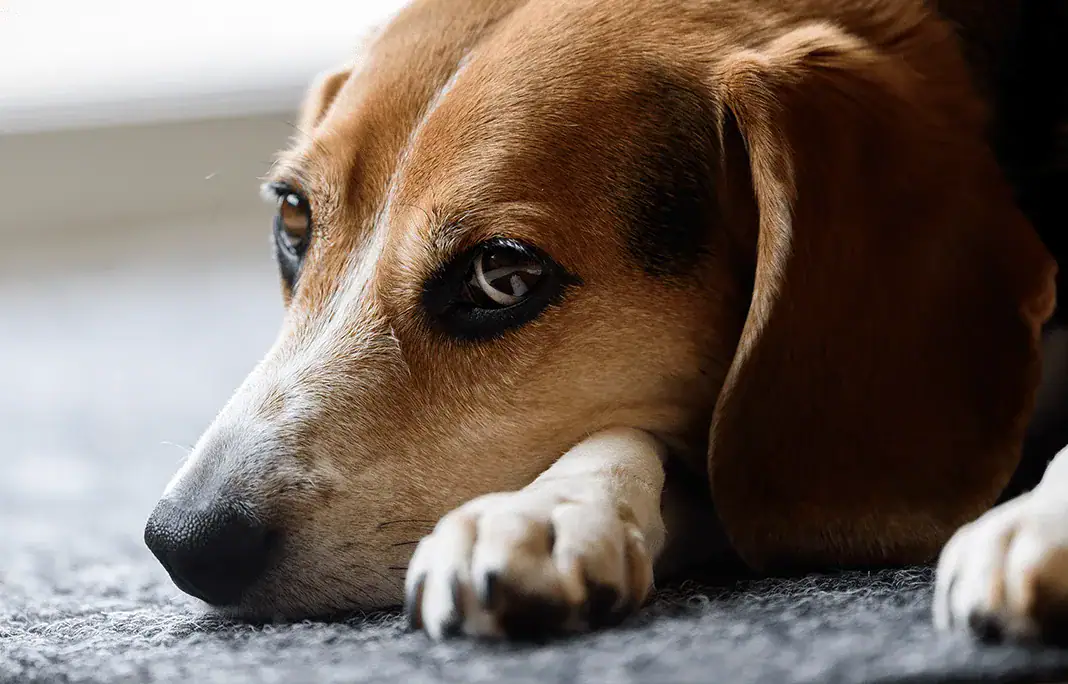 $10,000 reward offered for information on beagle skinned alive; “It’s heartbreaking”