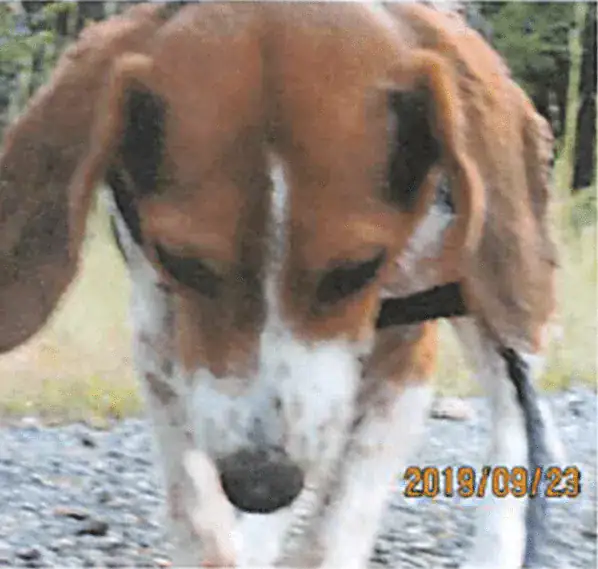 $10,000 reward offered for information on beagle skinned alive; “It’s heartbreaking”
