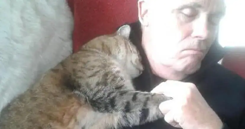 Man recovering from an operation wakes up to cat snuggling him – he doesn’t own a cat