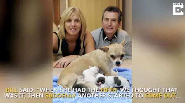 After mama chihuahua with a massive belly goes into labor, baffled vets witness a record