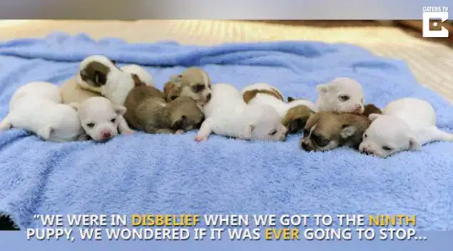 After mama chihuahua with a massive belly goes into labor, baffled vets witness a record