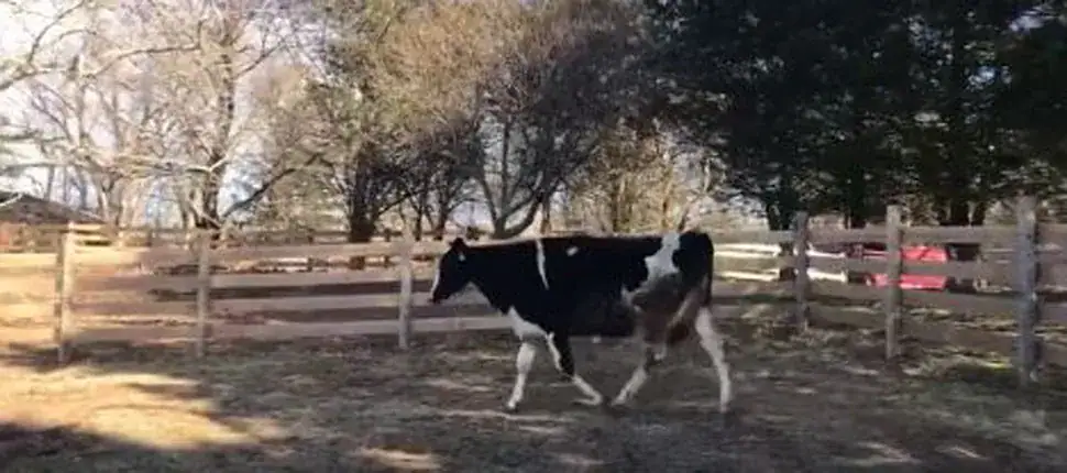 Cow Escapes Truck On Way To Slaughterhouse, Surprises Rescuers By Giving Birth 2 Days Later