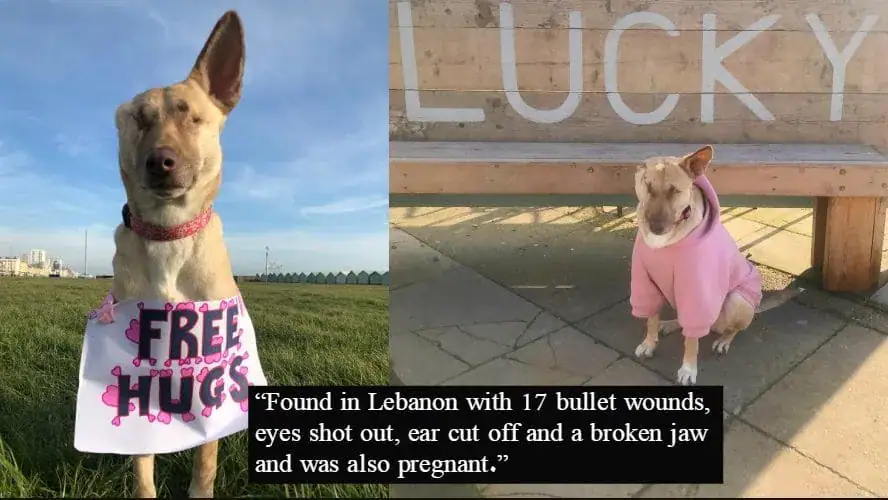 Pregnant dog who was blinded, had ear cut off, and shot 17 times has now qualified as a therapy dog
