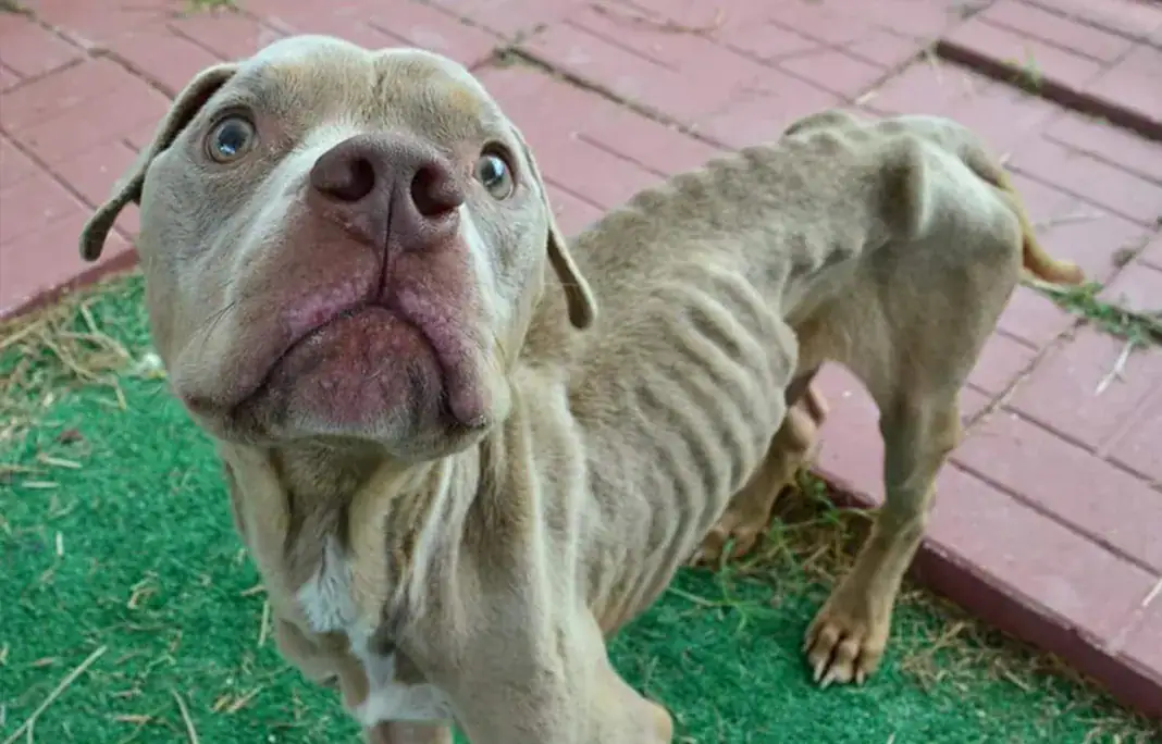 Dice the Pit bull, Feeling Fine Canine Rescue