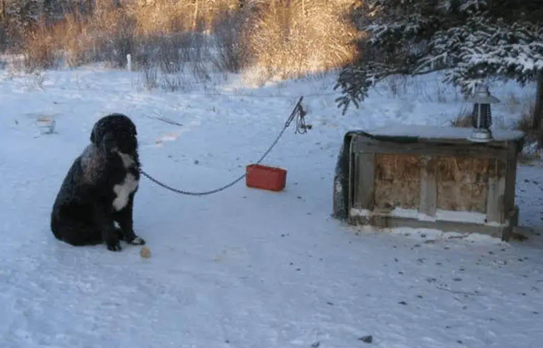Diesel was tied here for four years to suffer alone.