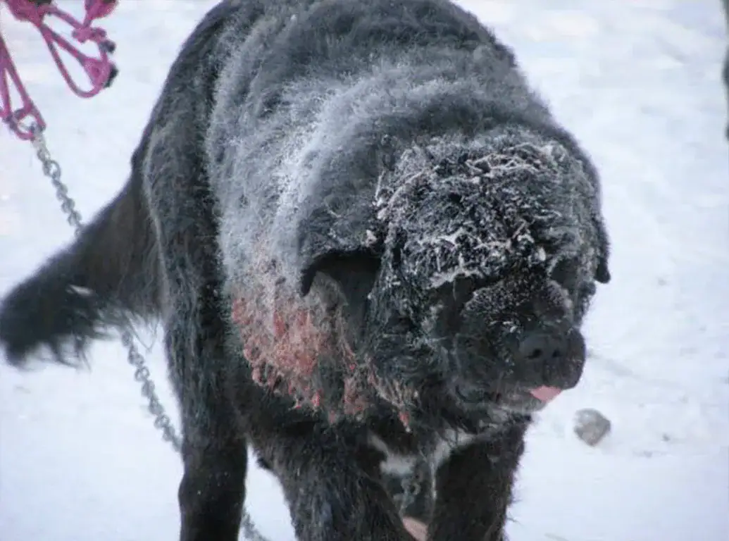Dog chained for 4 years in bitter cold forced to take turns keeping one paw off of the freezing ground