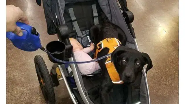 Deaf man adopts a rescue puppy who’s also deaf and teaches him sign language