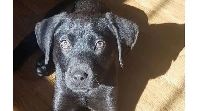 Deaf man adopts a rescue puppy who’s also deaf and teaches him sign language