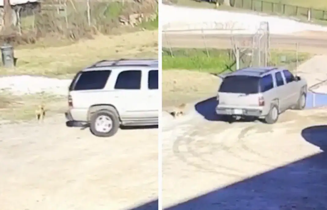 Heartbreaking moment terrified dog chases after owner’s car after being abandoned