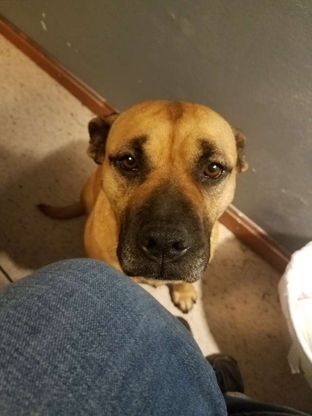 Skinny stray dog sees open car door and decides to jump in – only for her life to be changed forever