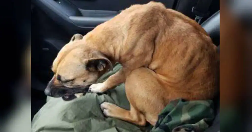 Skinny stray dog sees open car door and decides to jump in – only for her life to be changed forever