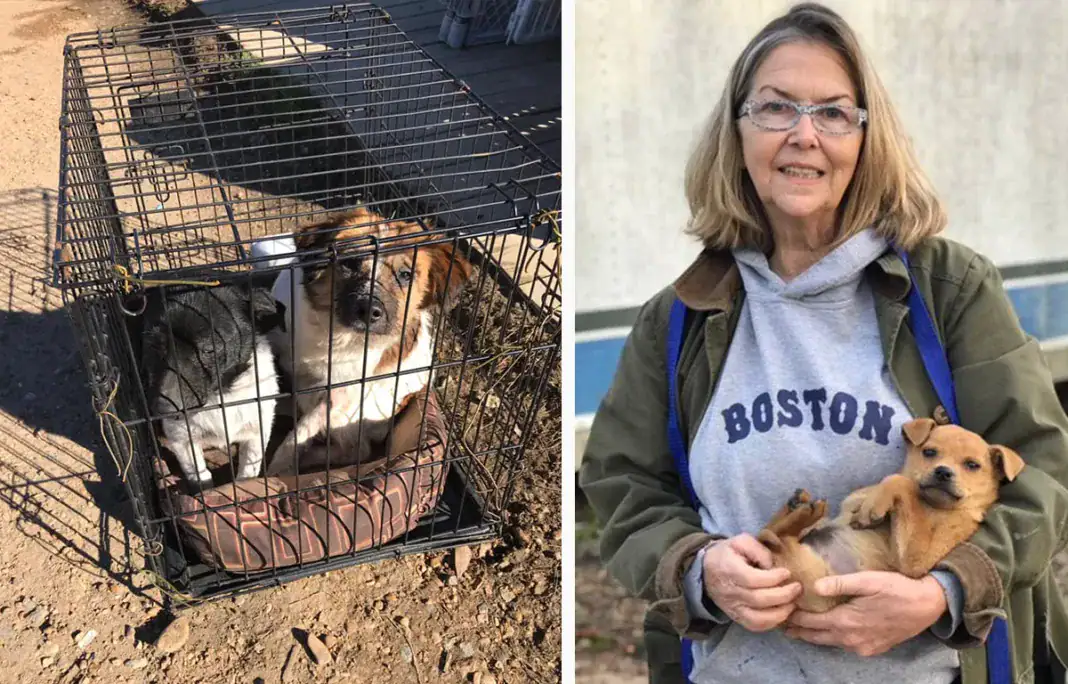Rescuer with the puppies found outside the Animal Rescue Fund of Mississippi (ARF)